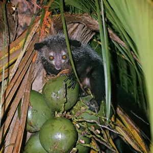 Elizabeth Bomford: Aye-aye - eats fruit
