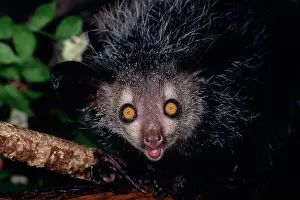 Ayes: Aye-aye - Endangered Species