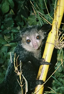 Ayes: AYE-AYE - perched on branch
