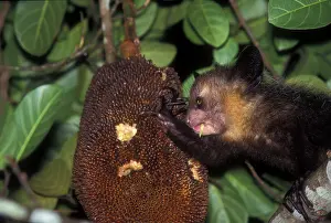 Ayes: Aye-aye - using fingers to eat fruit