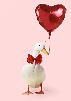 090819: Aylesbury Duck with big red bow holding heart shaped balloon