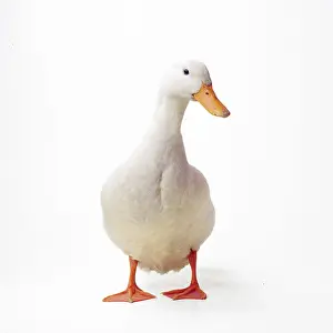 Aylesbury: Aylesbury DUCK - Domestic