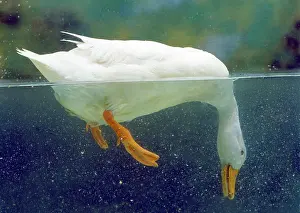 Aylesbury: Aylesbury Duck - domestic, above & below water
