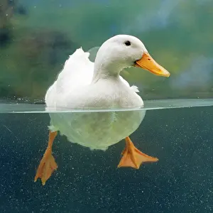 Level: Aylesbury DUCK - Domestic, above and below water