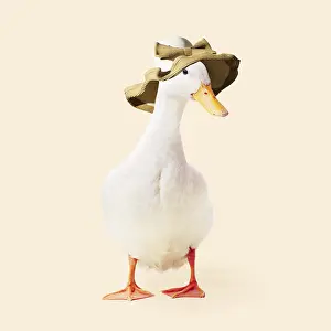 090819: Aylesbury Duck wearing large hat with bow