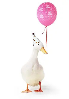 090819: Aylesbury Duck wearing party hat holding Happy Borthday