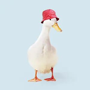 090819: Aylesbury Duck wearing red rain hat
