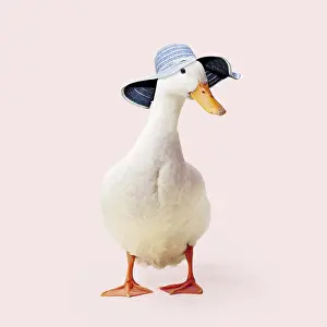 090819: Aylesbury Duck wearing sun hat