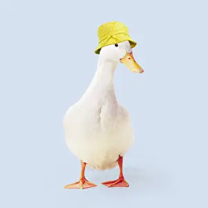 090819: Aylesbury Duck wearing yellow rain hat