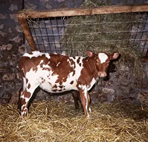 Heifer: AYRSHIRE CALF