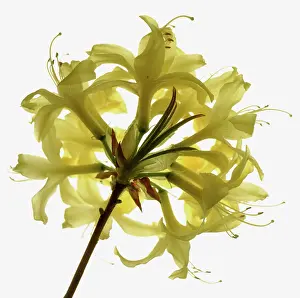 Aloof: Azalea