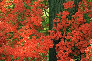 Copse: Azalea
