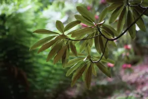 Azalea: Azalea