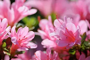 Fabulous: Azalea