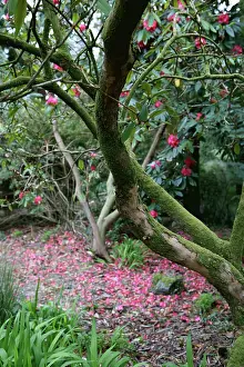 Turned: Azalea