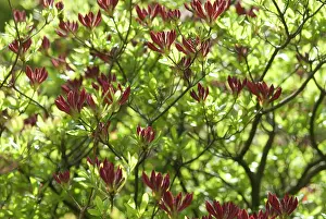 Buds: Azalea