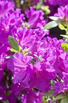 Rhododendron: Azalea Beethoven in bloom in a garden