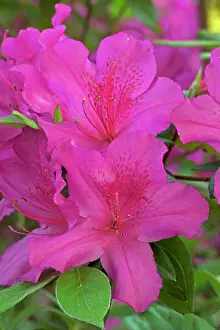 Azaleas: Azalea - blossoms