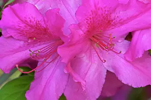 Azaleas: Azalea - blossoms