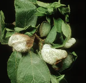 Gall: Azalea gall