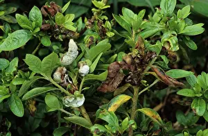 Infected: Azalea Gall