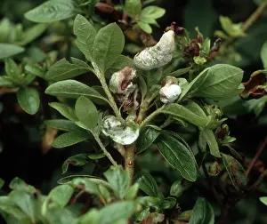 Infected: Azalea gall distorting leaves