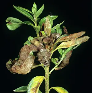 Gall: Azalea gall on Rhododendron
