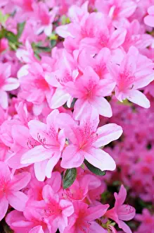Azalea: Azalea, Japanese azalea, Rhododendron, Rhododendron
