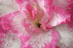 Azaleas: Azalea - detail of a pink and white coloured azalea blossom