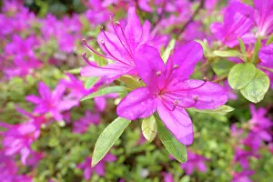 Japonica: Azalea, Rhododendron, Azalea Japonica Madame Van