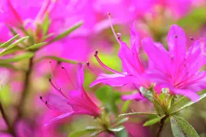 Rhododendron: Azalea, Rhododendron cultivar, Pink subject