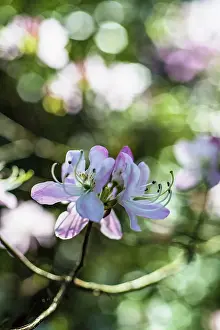 Azalea: Azalea, Rhododendron cultivar, Small cluster of