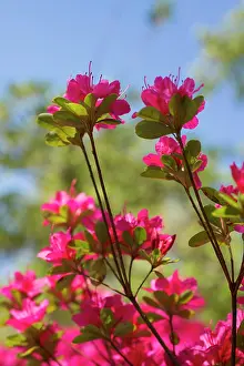 Azalea: Azalea, Rhododendron Ima-Shojo, Underneath view