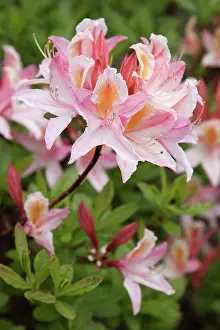Azalea: Azalea, Rhododendron Irene Koster, Side view of