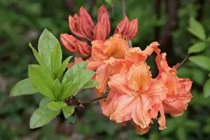 Cluster: Azalea, Rhododendron Kestrel, Front view of cluster