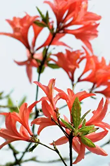 Peach: Azalea, Rhododendron Koster's Brilliant Red, Detail of peach
