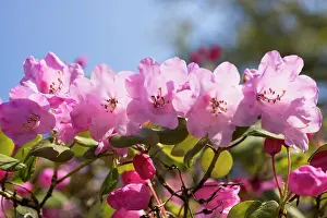 Belle: Azalea, Rhododendron Temple Belle group, Font view