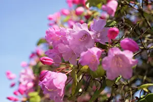Belle: Azalea, Rhododendron Temple Belle group, A group
