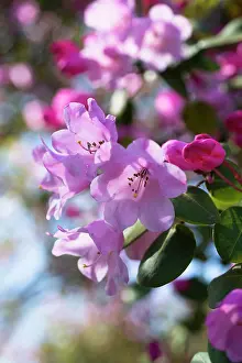 Belle: Azalea, Rhododendron Temple Belle group, A group