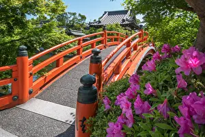 Rhododendron: Azalea at Shisen-en temple, Ky&, x134bec; Japan