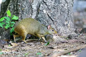 Agouti: Azara's Agouti / Black Agouti / Smoky Agouti / Grey Agouti