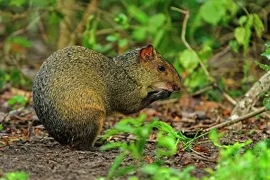 Agouti: Azara's Agouti, Pantanal Wetlands, Mato Grosso, Brazil