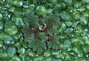 Shiny: AZOLLA / WATER FERN