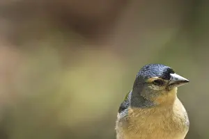 Finch: Azores chaffinch (Fringilla moreletti)