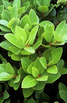 Laurels: Azores Laurel