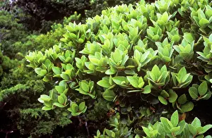 Laurels: Azores Laurel
