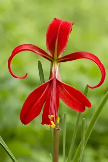 Amaryllidaceae: Aztec Lily, Jacobean Lily (Sprekelia formosissima)