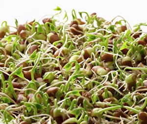 Beansprout: Azuki
