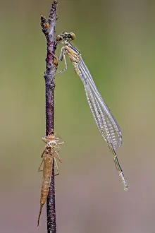 Bluet: Azure Bluet