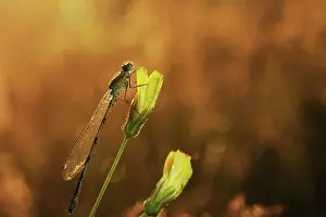 Bluet: Azure Bluet